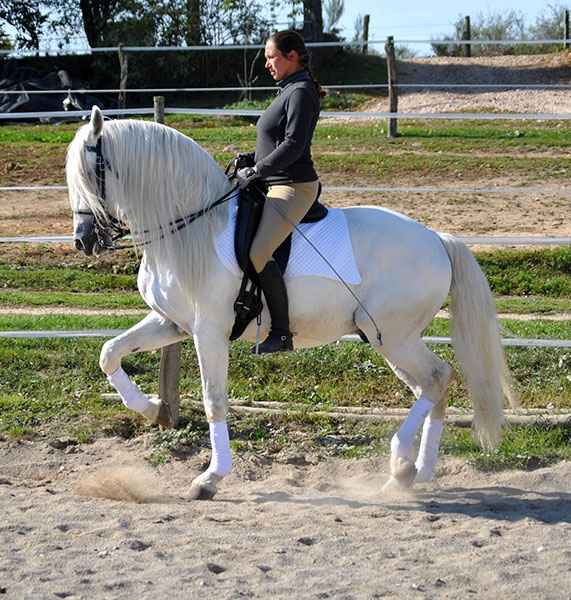 Le cheval Andalou Karine et Olga