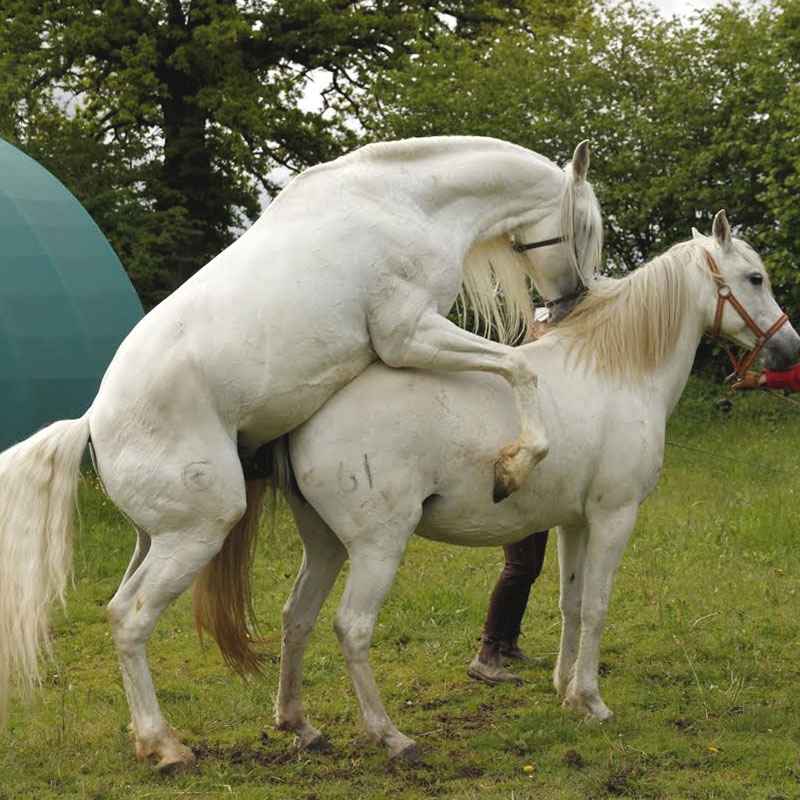  le cheval Andalou Ibérique pure race Espagnol